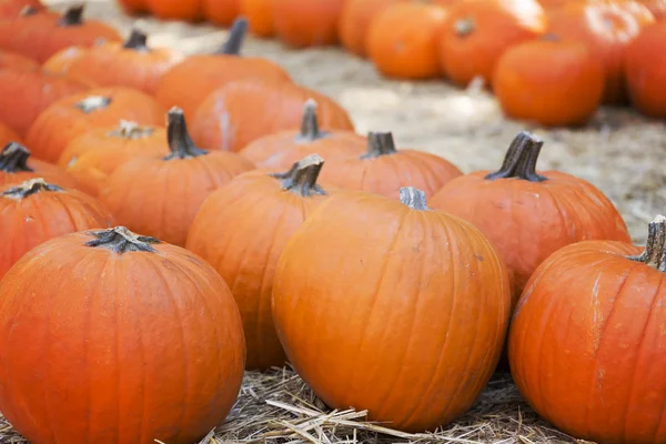 Calabazas en venta — Foto de Stock