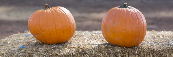 Pumpor på hö — Stockfoto