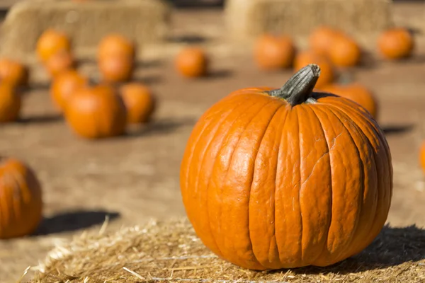 Pumpkins for sale — Stock Photo, Image