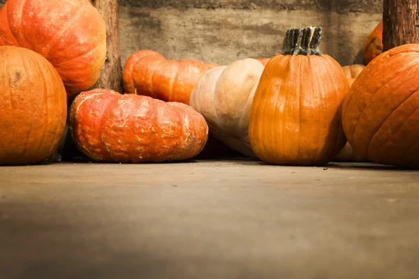 Pumpkins for sale — Stock Photo, Image