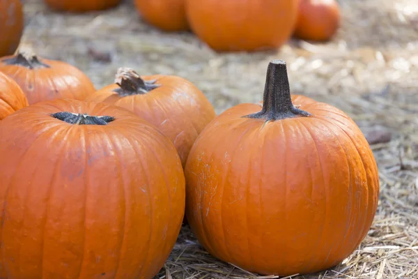 Pumpkins for sale — Stock Photo, Image