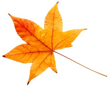 Renkli sonbahar yaprak