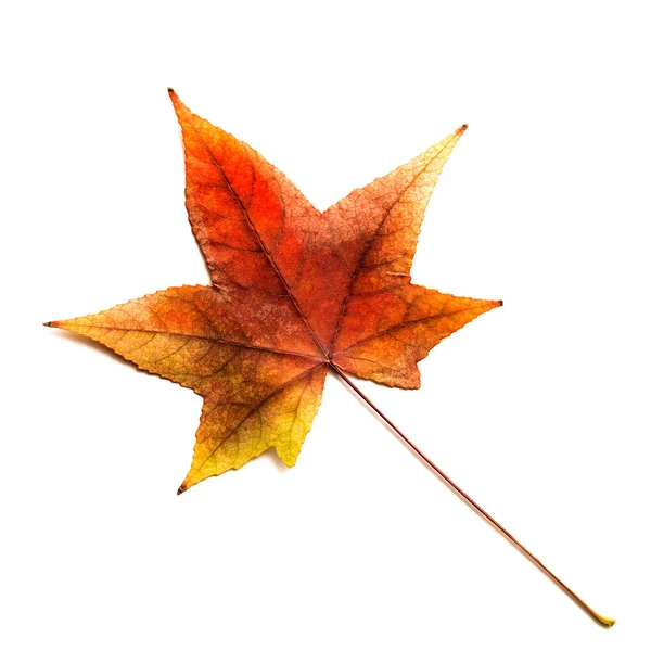 Fall leafs isolated — Stock Photo, Image