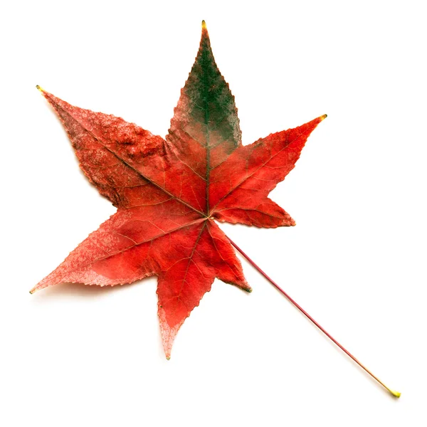 Na podzim barevné listí — Stock fotografie