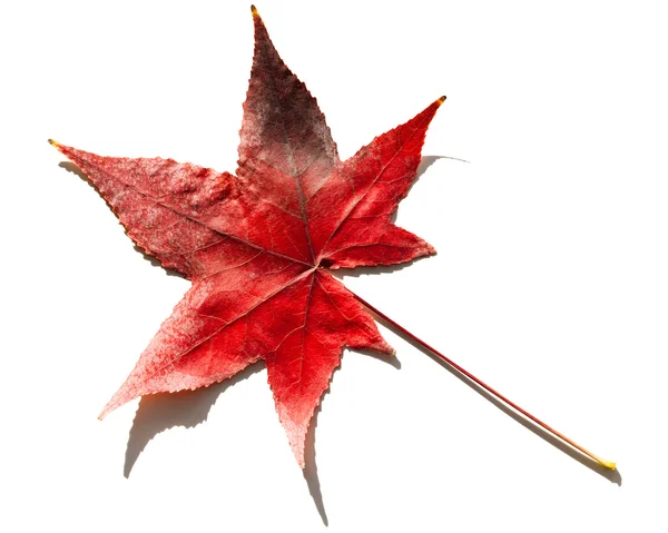 Buntes Herbstblatt — Stockfoto