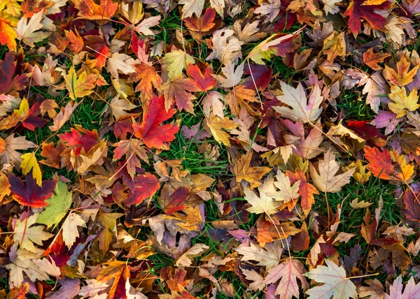 Coloridas hojas de otoño — Foto de Stock