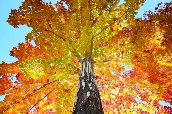 Podzimní pozadí stromu — Stock fotografie