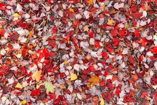 Fondo de hojas de otoño — Foto de Stock