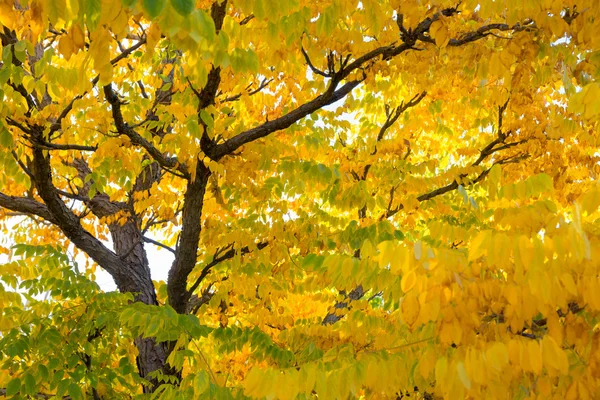 秋の木の背景 — ストック写真