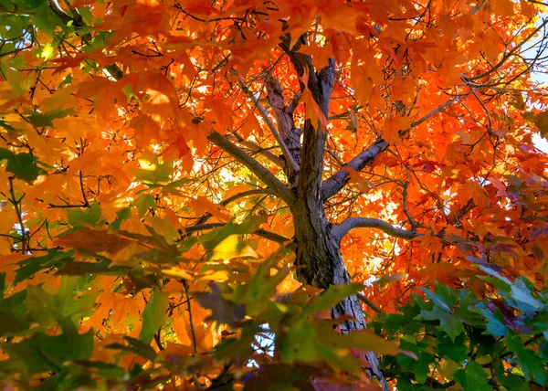 Fondo del árbol de otoño — Foto de Stock