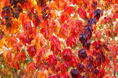 Arka plan renkli sonbahar yaprakları