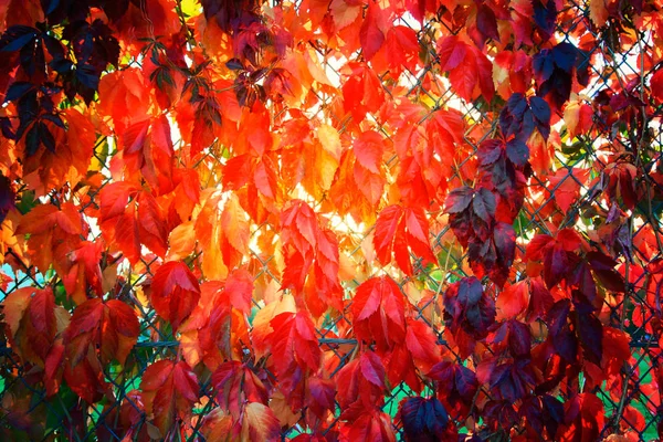カラフルな秋葉背景 — ストック写真
