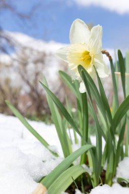 Sarı nergis çiçekleri