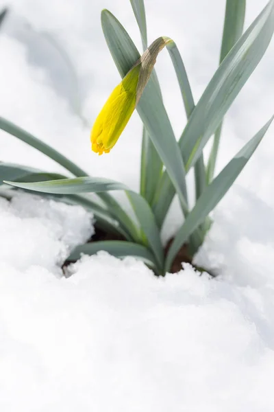 Květy žluté narcisy — Stock fotografie