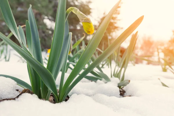 Yellow daffodils flowers — Stock Photo, Image