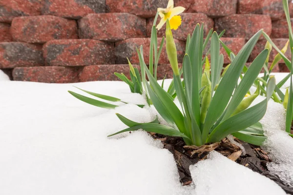 Gele narcissen bloemen — Stockfoto