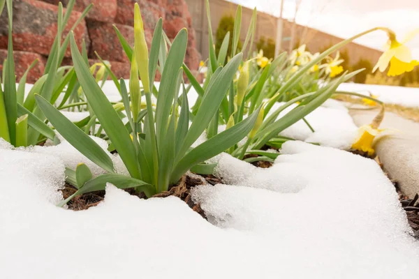 Gele narcissen bloemen — Stockfoto