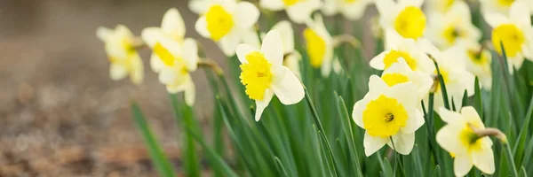 Νάρκισσος άνοιξη blossom — Φωτογραφία Αρχείου