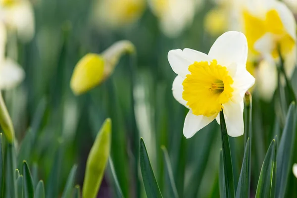 Narciso flor de primavera —  Fotos de Stock