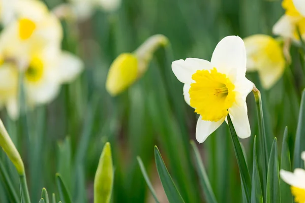 Narciso flor de primavera — Foto de Stock