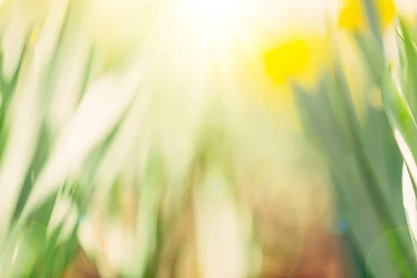 Fondo de flor de primavera —  Fotos de Stock
