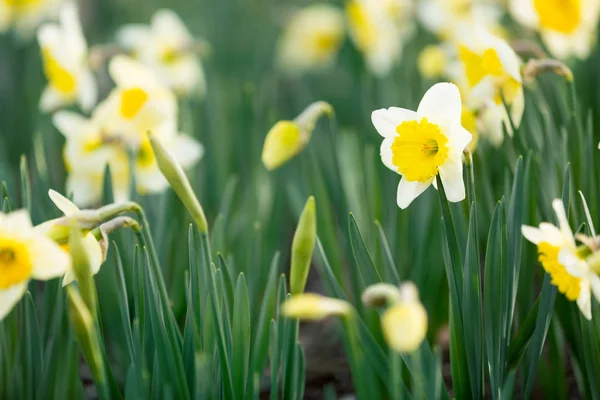 Narciso flor de primavera — Foto de Stock