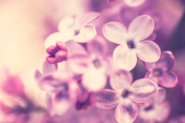 Lilla fiori sfondo — Foto Stock