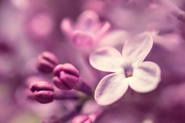 Fond fleurs de lilas — Photo