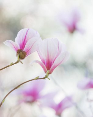 Manolya çiçek çiçek