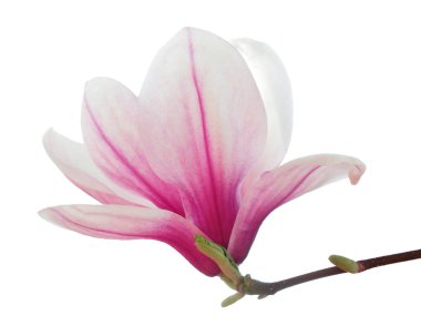 İzole Manolya çiçek