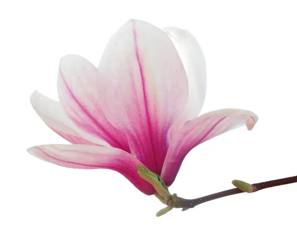 Magnolienblüte isoliert — Stockfoto