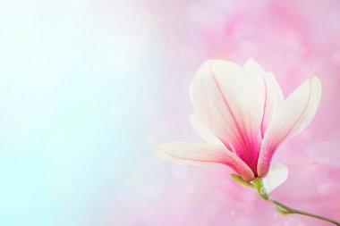 Manolya çiçeği arka plan