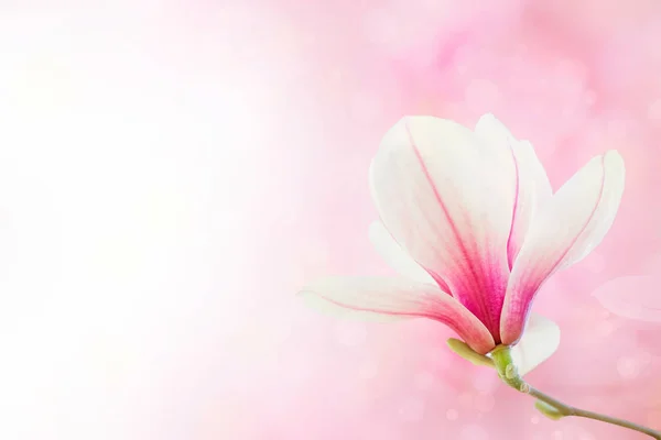 Magnolia flor fondo —  Fotos de Stock