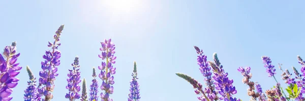 보라색 야생화 꽃 — 스톡 사진