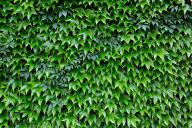 arka planı yeşil yapraklar