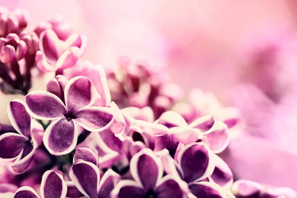 Fleurs lilas violettes — Photo