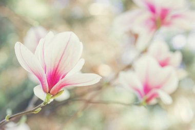 Manolya çiçek çiçek