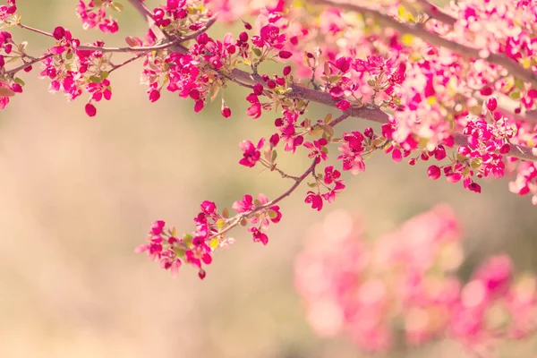 Fleurs d'arbre fleurissent — Photo