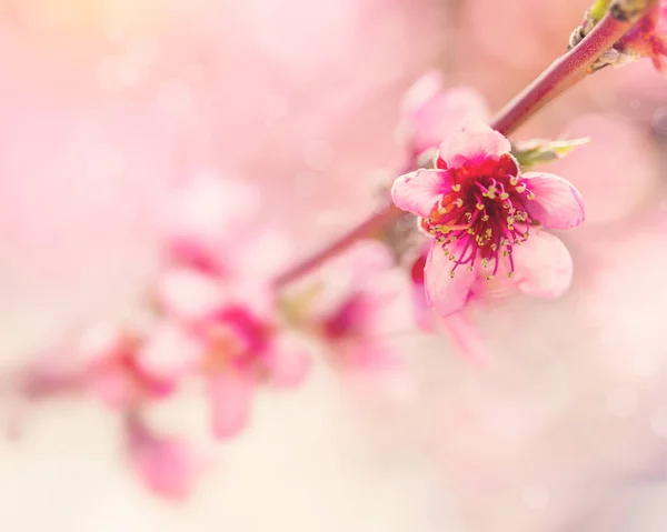 Flores de árvores florescem — Fotografia de Stock