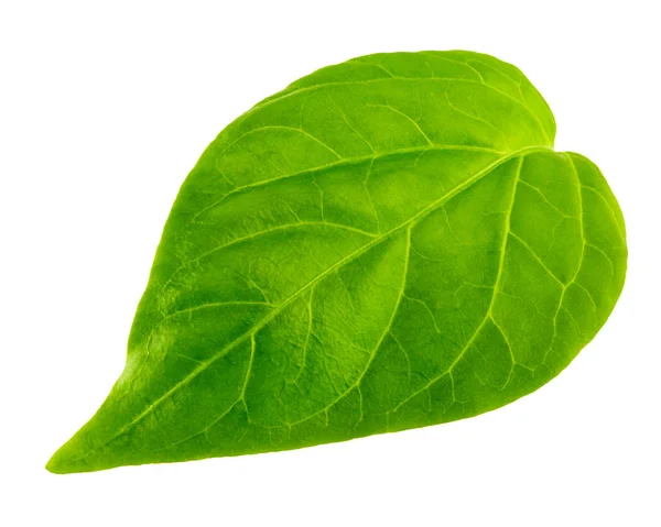 Green leaf isolated — Stock Photo, Image