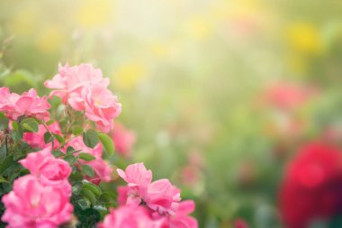 Bahçe gül çiçek