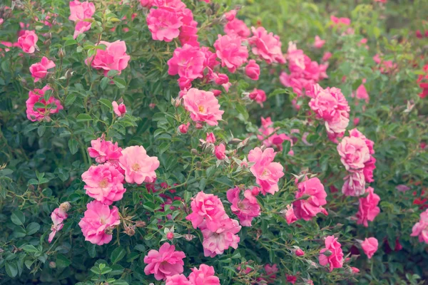 Rose da giardino rosa — Foto Stock