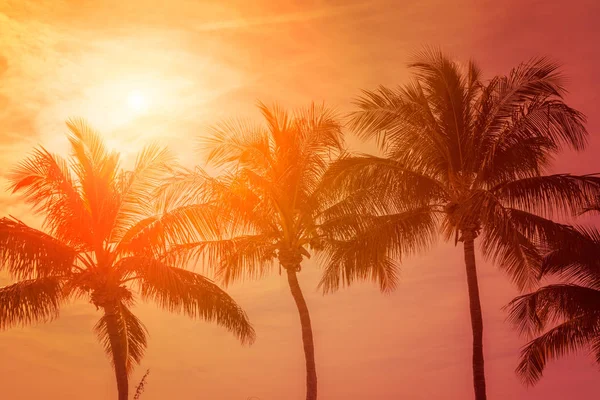 Sunny tropical sky — Stock Photo, Image