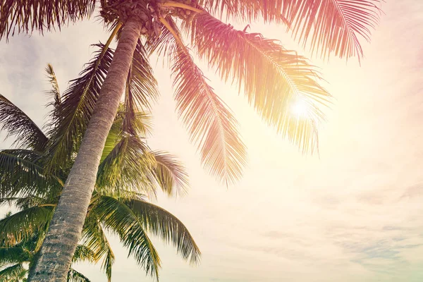 Sunny tropical sky — Stock Photo, Image