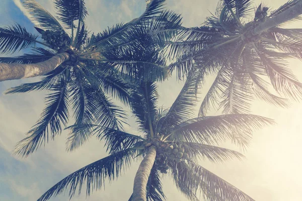 Sunny tropical sky — Stock Photo, Image