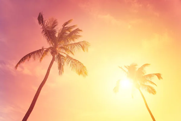 Golden tropical sunset — Stock Photo, Image