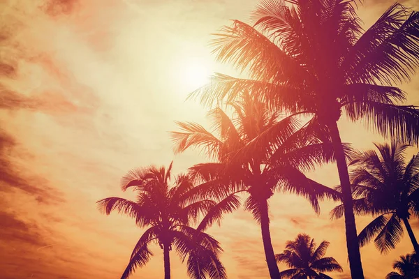 Golden tropical sunset — Stock Photo, Image