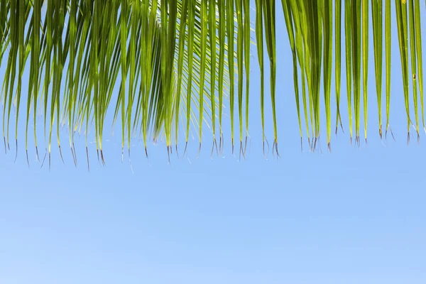 Palm Tree Leafs Blue Sky — Stock Photo, Image