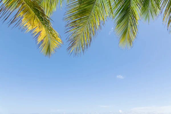 Palm Tree Leafs Blue Sky — Stock Photo, Image