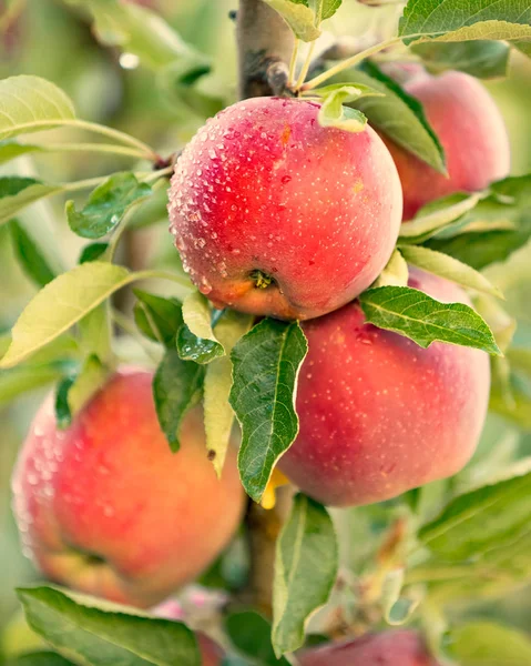 사과 과일 나무 — 스톡 사진